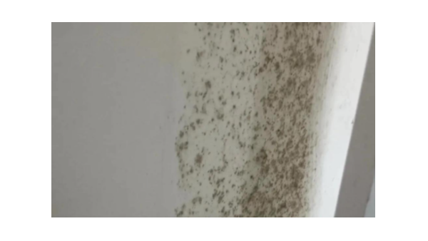 告別反復(fù)發(fā)霉！理清這兩類涂料的本質(zhì)，防霉才能一勞永逸