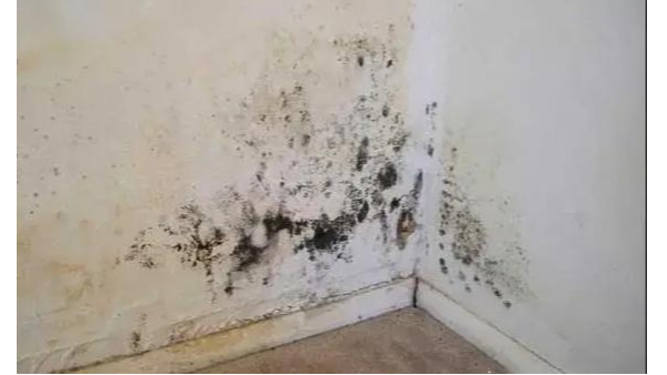 墻面防霉警報！臺風暴雨季，百適涂無機涂料為健康家居筑起“無菌盾”