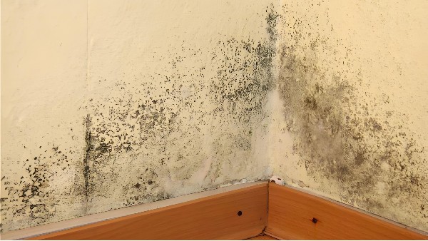 建筑室內(nèi)發(fā)霉怎么辦？