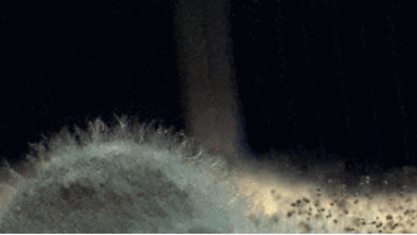 毒性超大！家里到底藏著多少霉菌？百適涂無機(jī)涂料這份防霉指南要收好