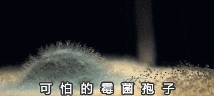 霉菌在墻面生長的動態(tài)示意圖